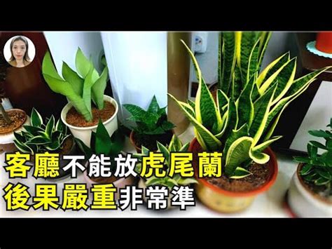 虎尾蘭招財|【虎尾蘭風水】虎尾蘭風水：解厄化煞、招財興運擺放。